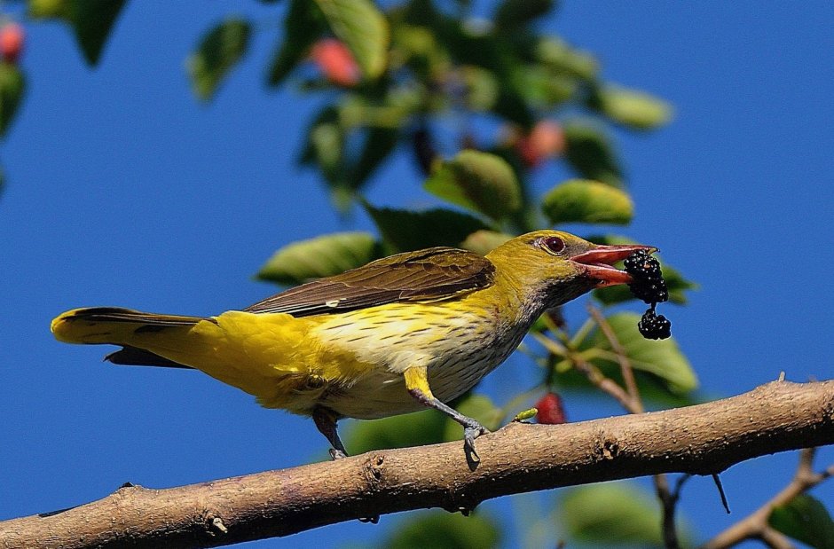Обыкновенная Иволга Oriolus Oriolus
