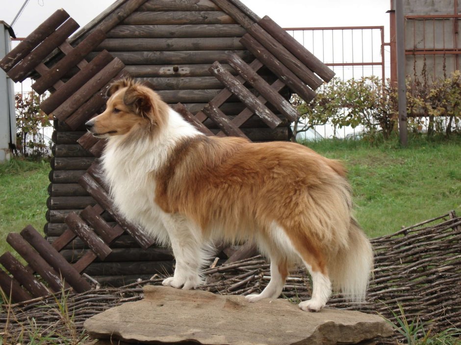 Шелти стриженная