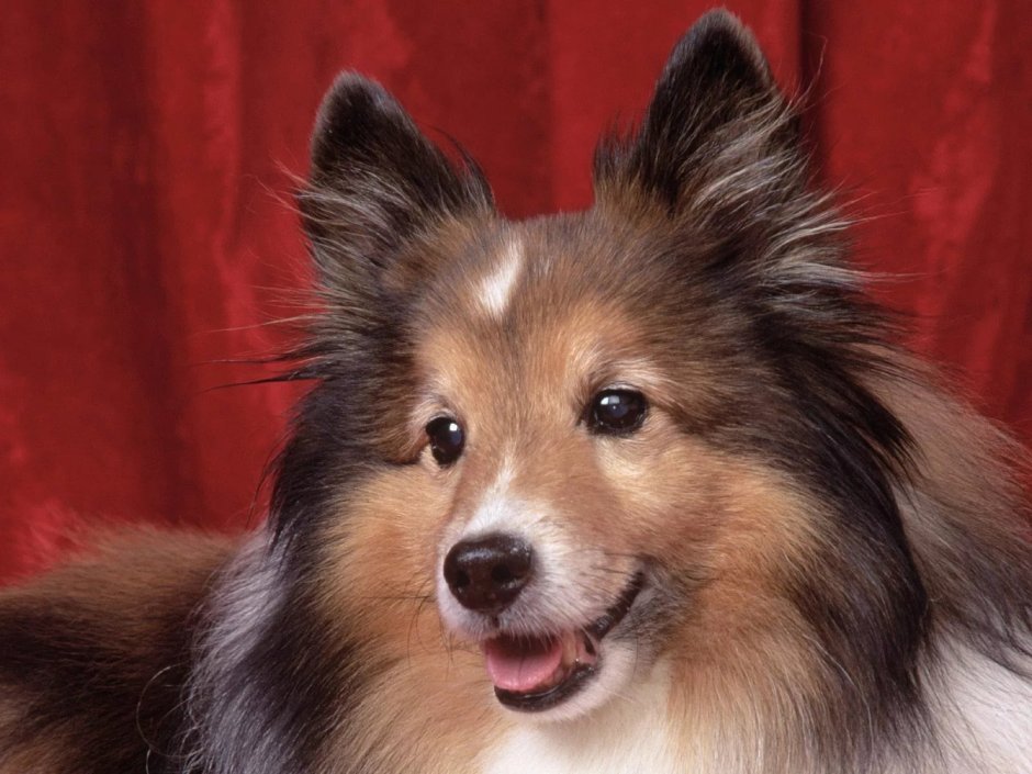 Шелтер колли