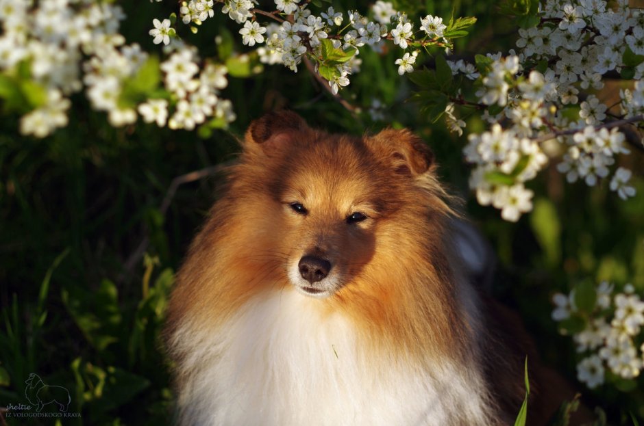 Шелти best in show выставка