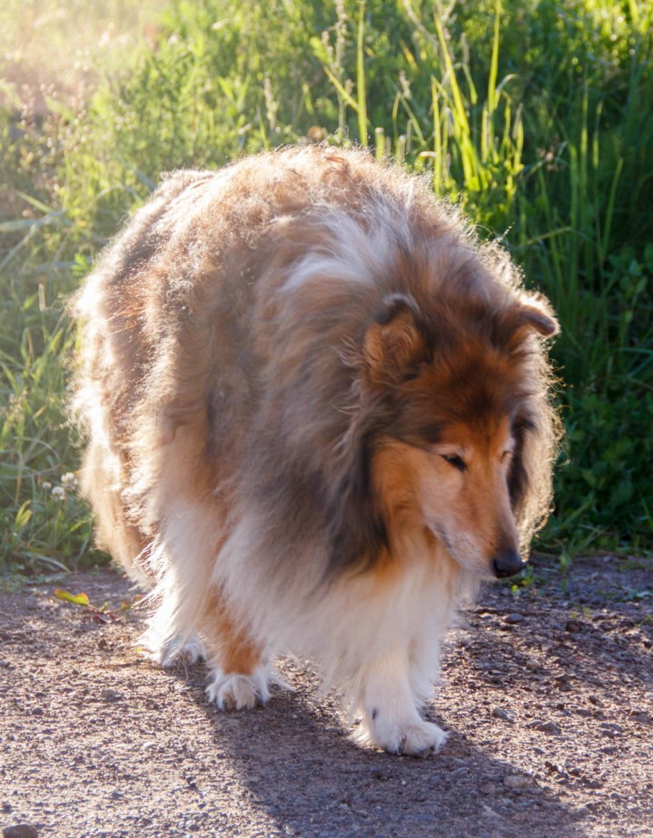 Колли длинношерстный Блю Мерль