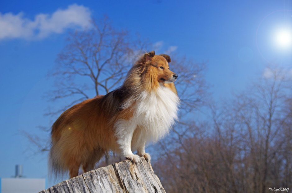 Груминг колли