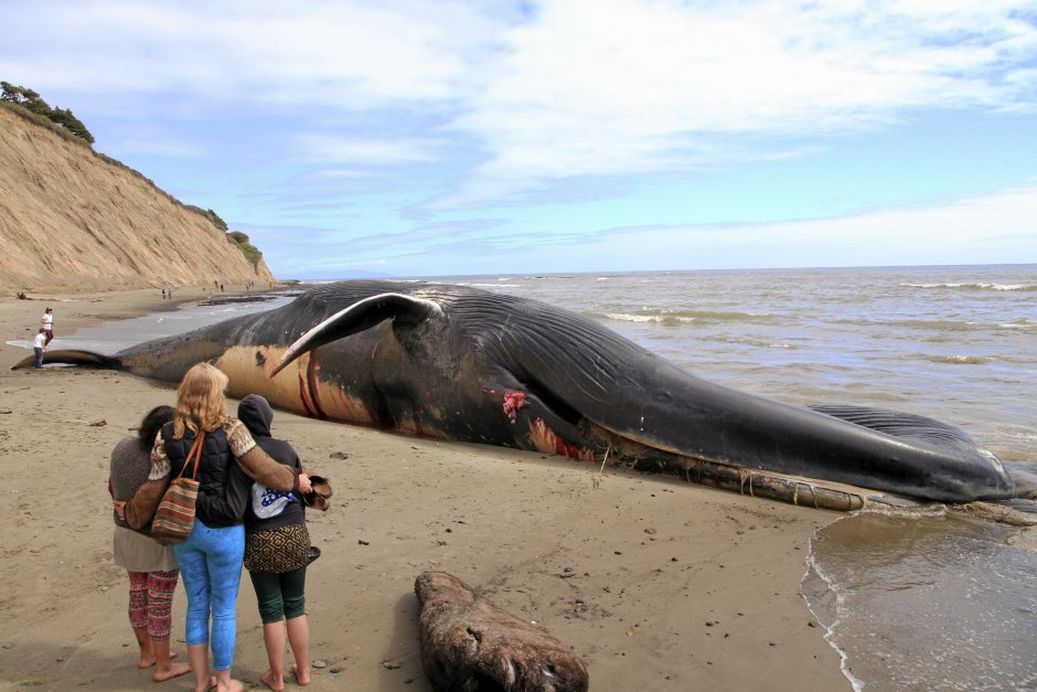 Голубой кит Balaenoptera musculus
