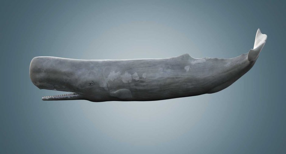 Голубой кит Balaenoptera musculus