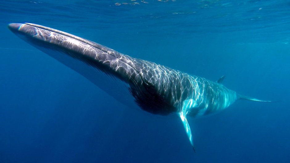 Голубой кит Balaenoptera musculus