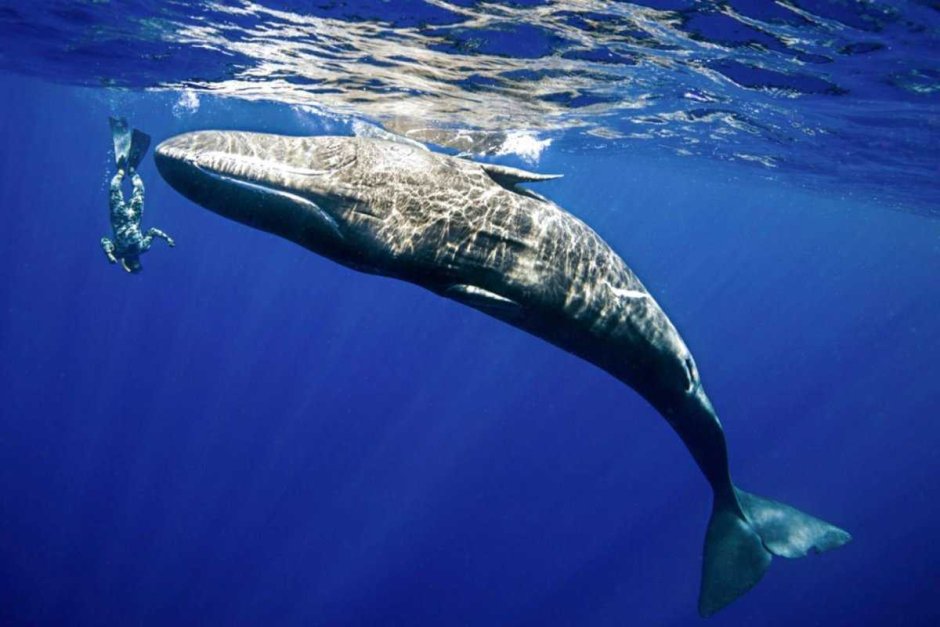 Голубой кит Balaenoptera musculus