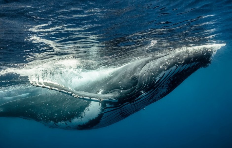 Physeter macrocephalus (Кашалот)
