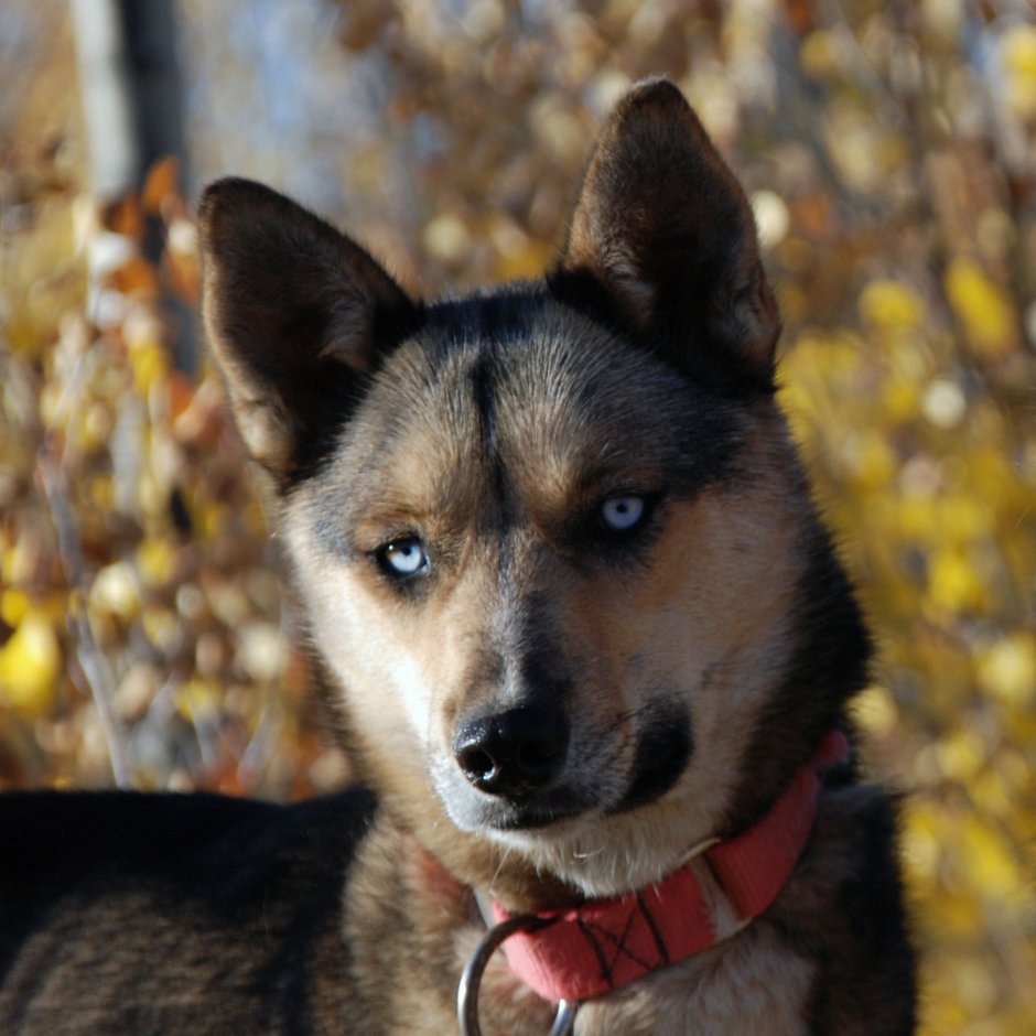 Seppala Siberian Sled Dogs