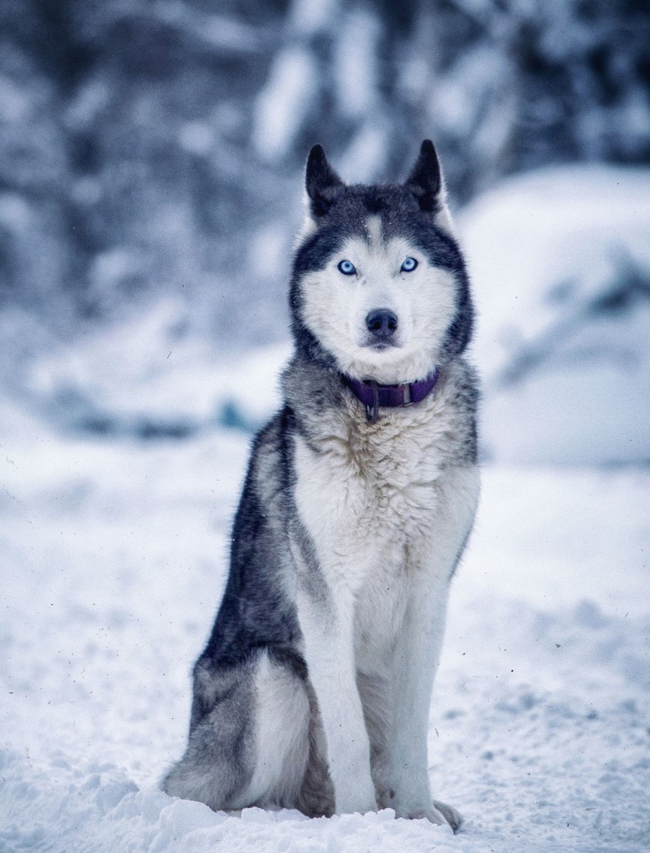Seppala Siberian Dog Color