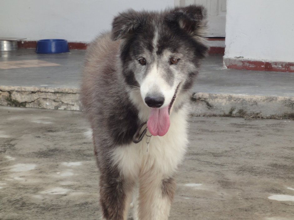 Сиберия Husky
