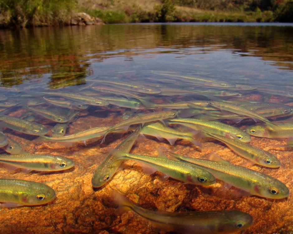 Морской конек Баргибанта