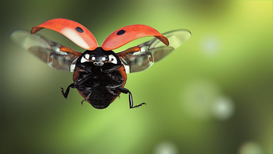 Treehoppers Aetalionidae