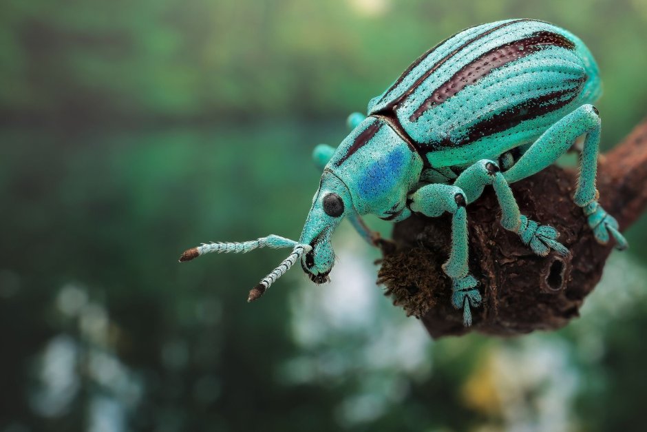 Ladybird Божья коровка