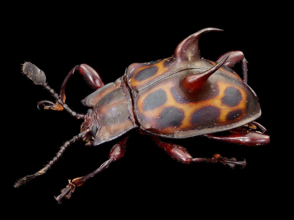 Rhipicera femorata