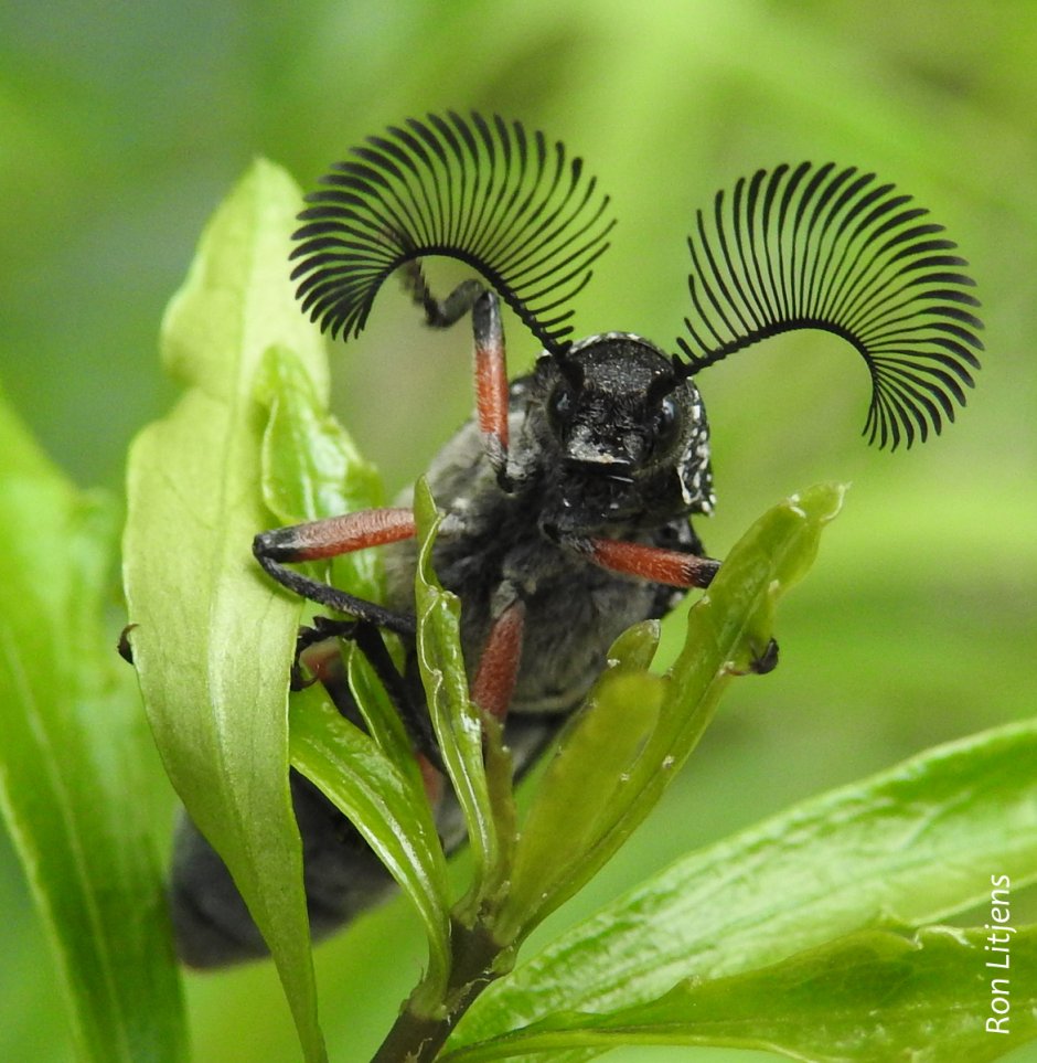 Rhipicera femorata