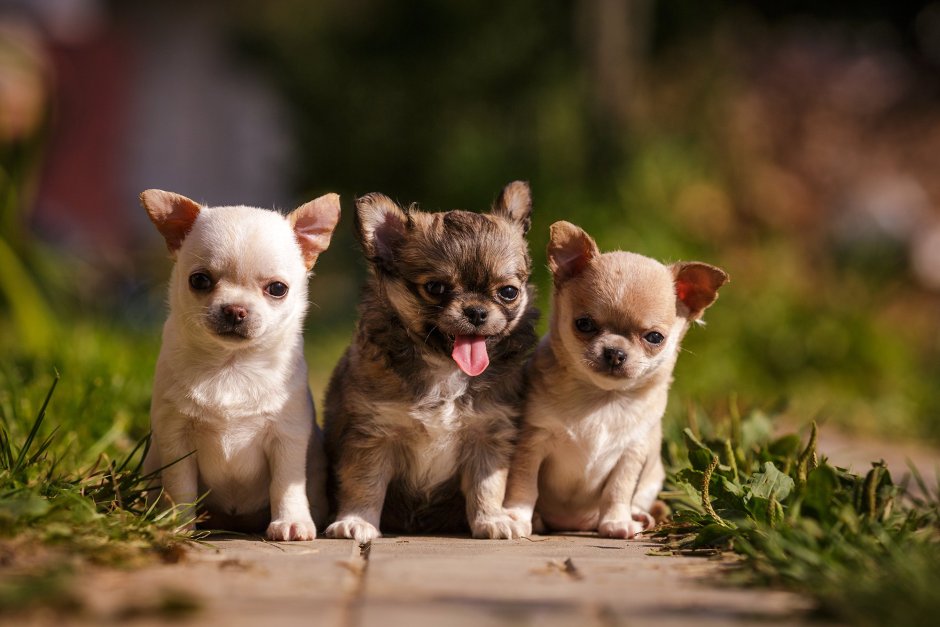 Chihuahua animatrinic