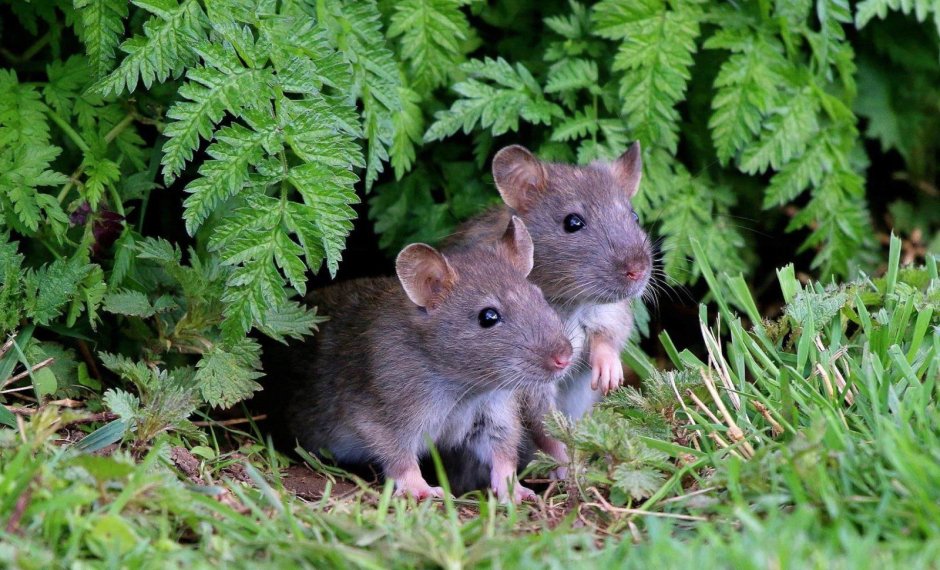 Серая крыса (Rattus norvegicus berkenhout, 1769)
