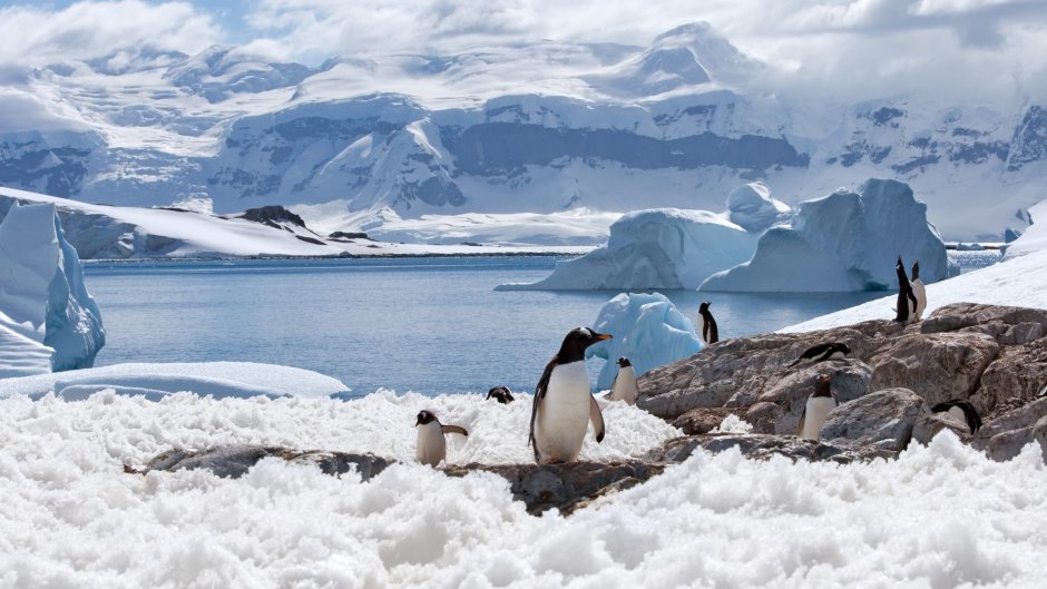 День Антарктиды (Antarctica Day)