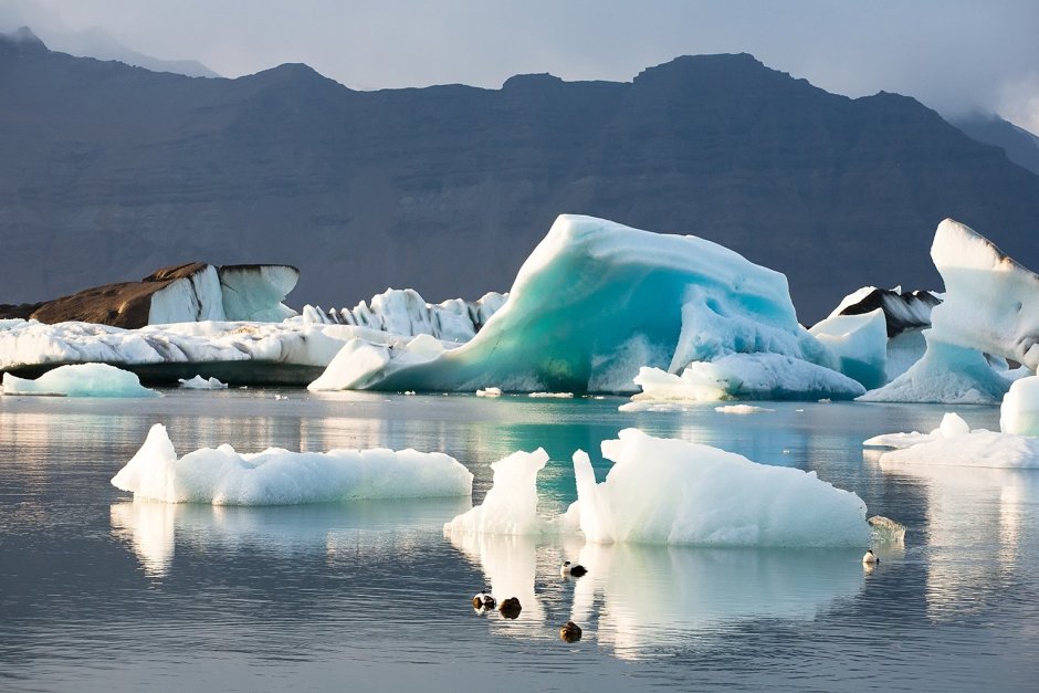 Wildlife of Antarctica