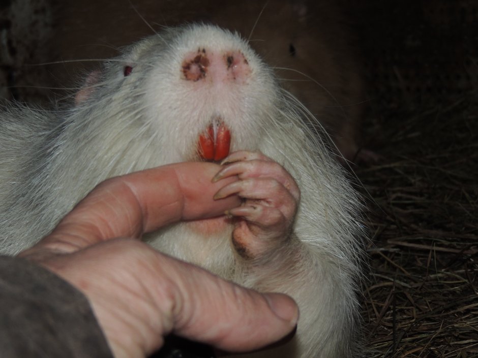 Съедобная крыса нутрия