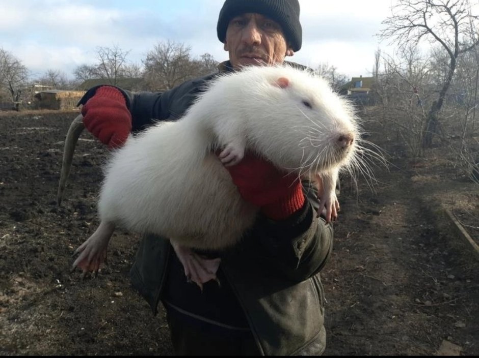Нутрия белая