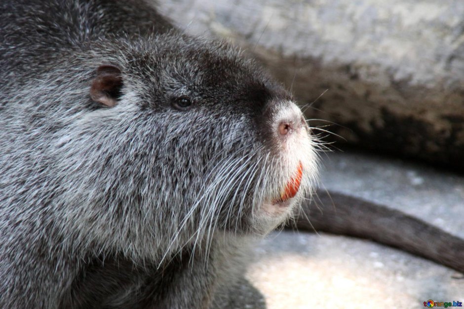 Нутрия большая крыса