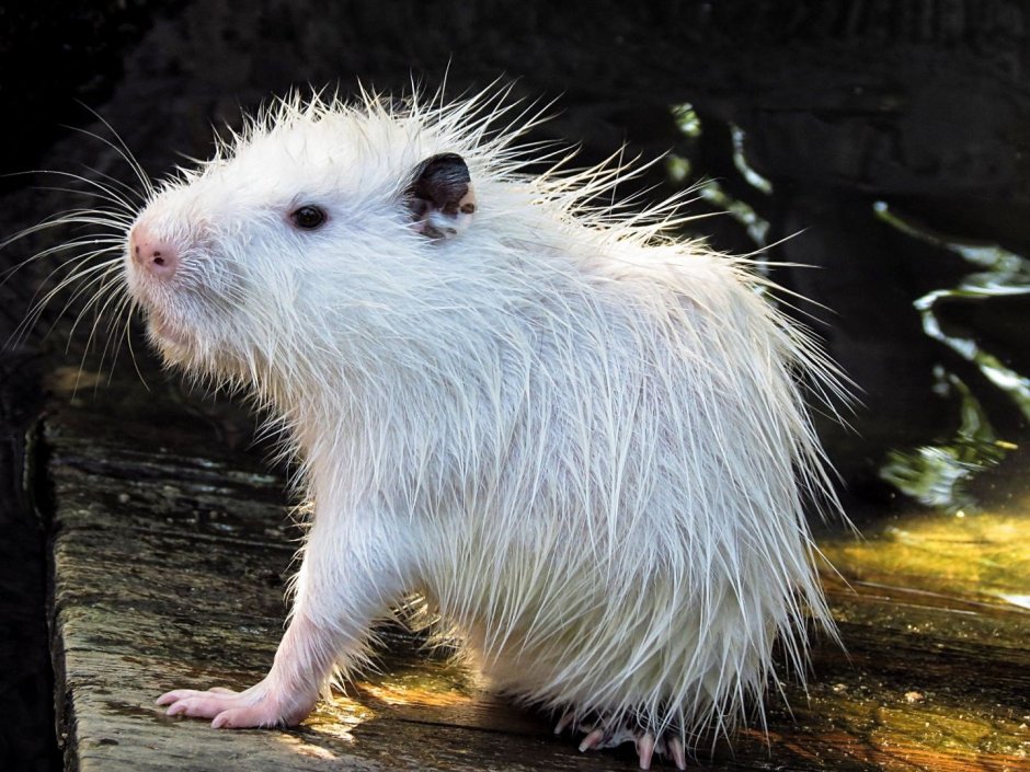 Жемчужная нутрия