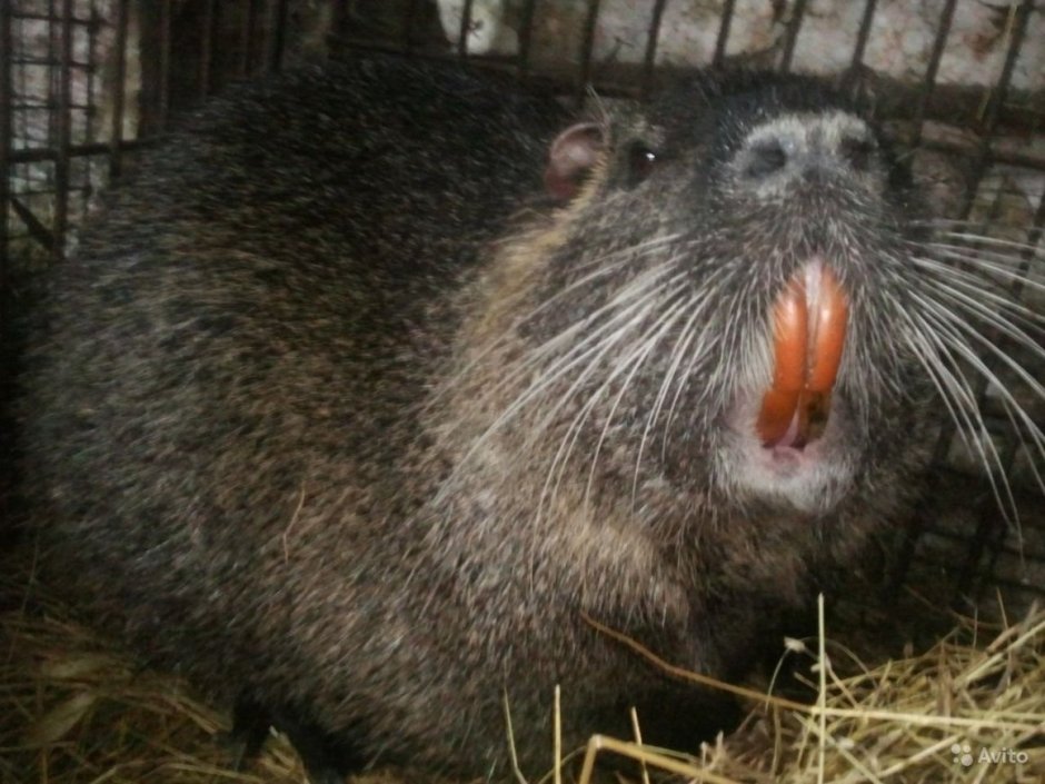 Стикеры нутрии