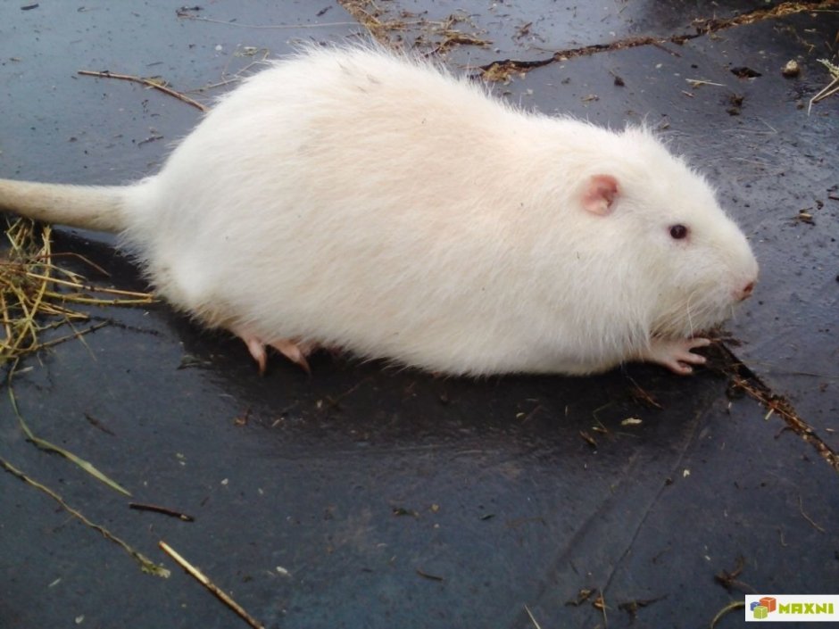 Ондатра альбинос