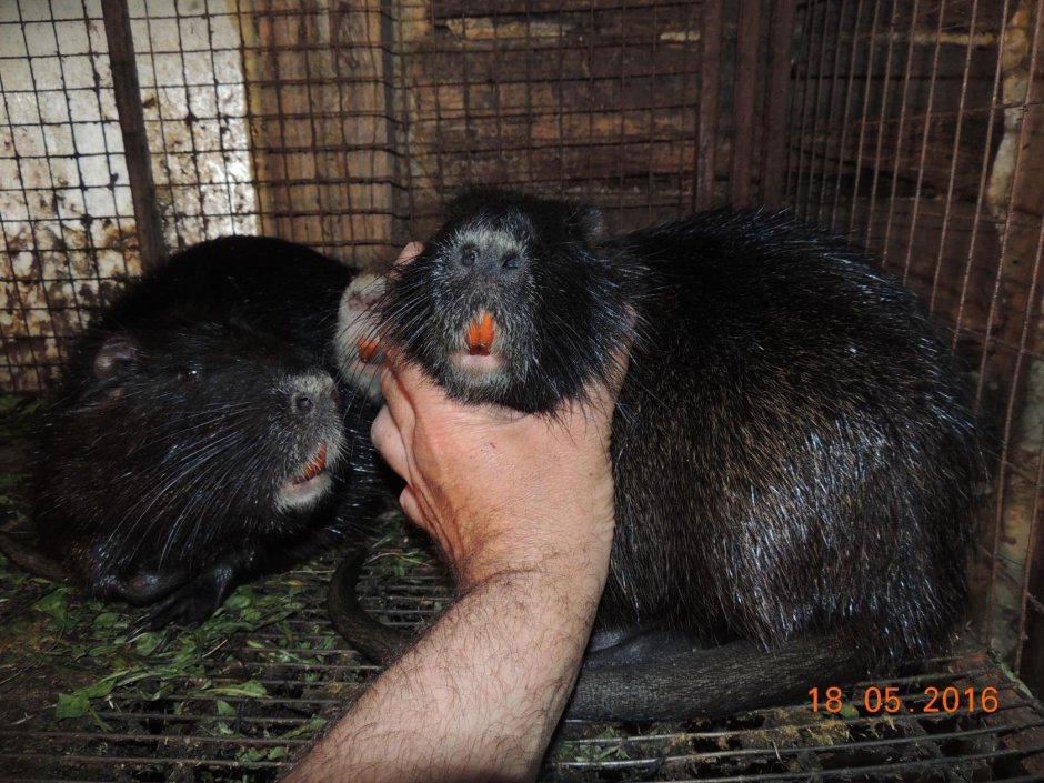 Звероферма нутрии