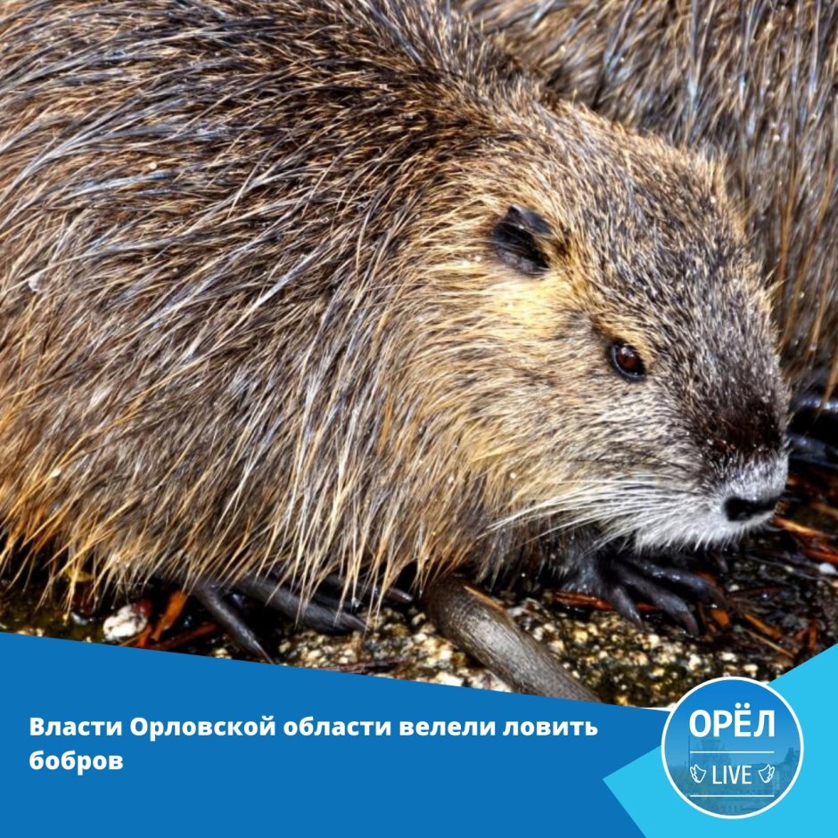 Нутрия серебристая