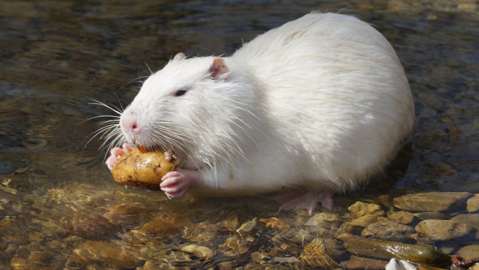 Нутрия белая