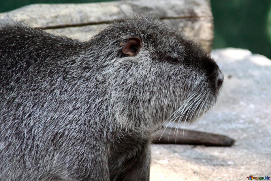 475 Nutria нутрия металлик