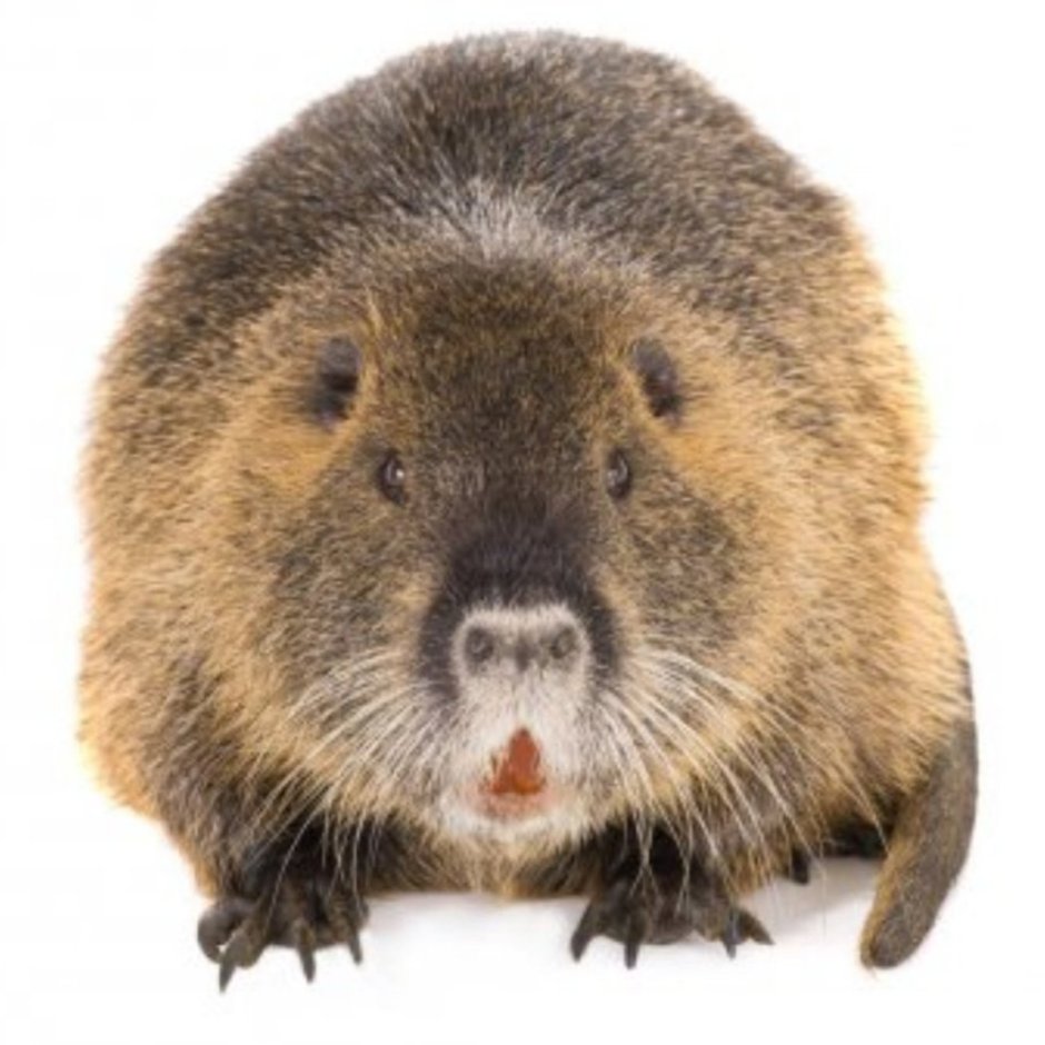 Нутрия альбинос