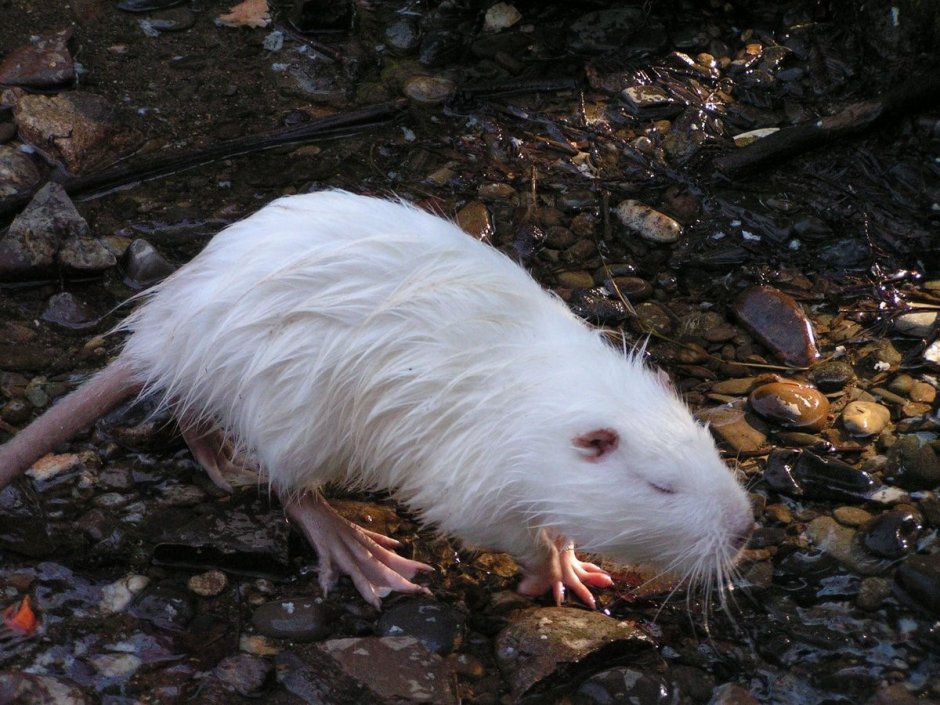 Бобр альбинос