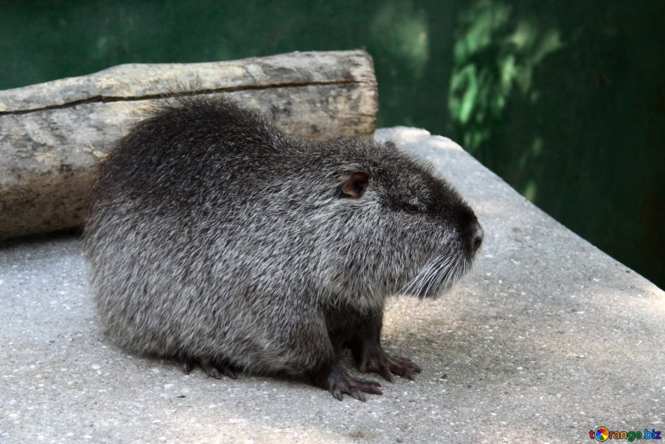 Нутрия самец
