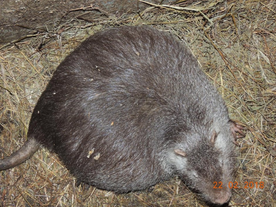 Нутрия белая