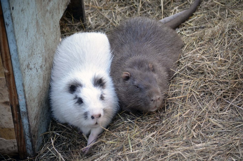 Нутрия белая домашняя