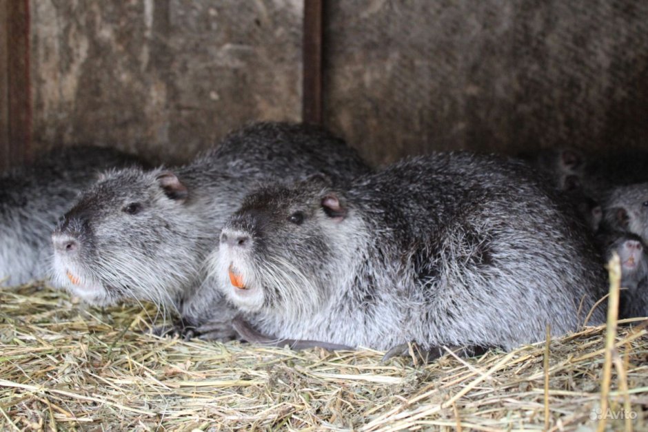 Богиня нутрия