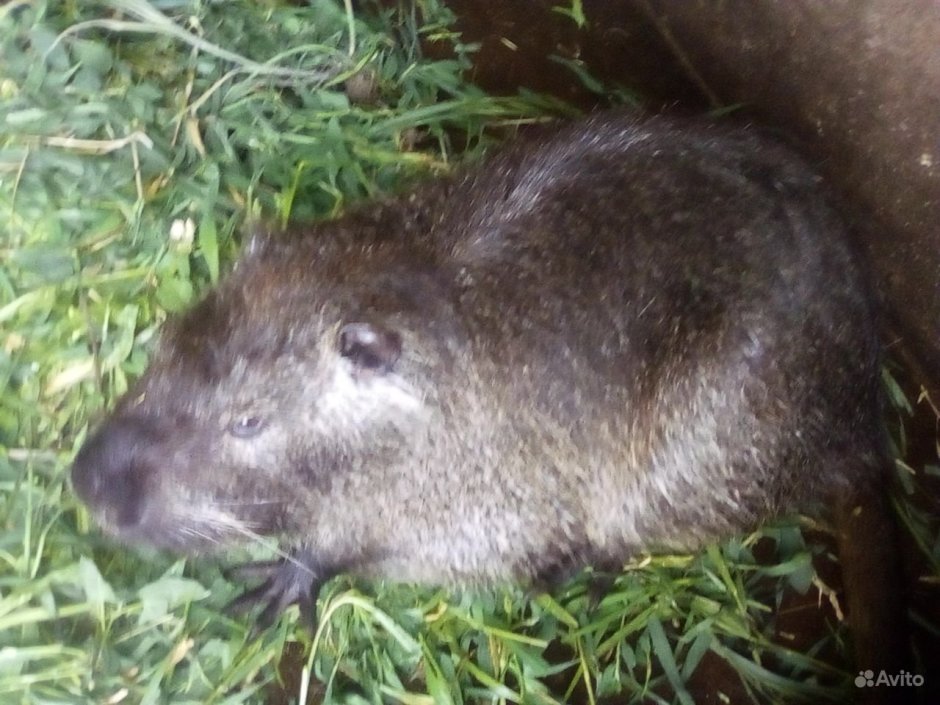 Кролики и нутрии