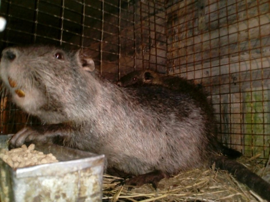 Нутрия Черноморская