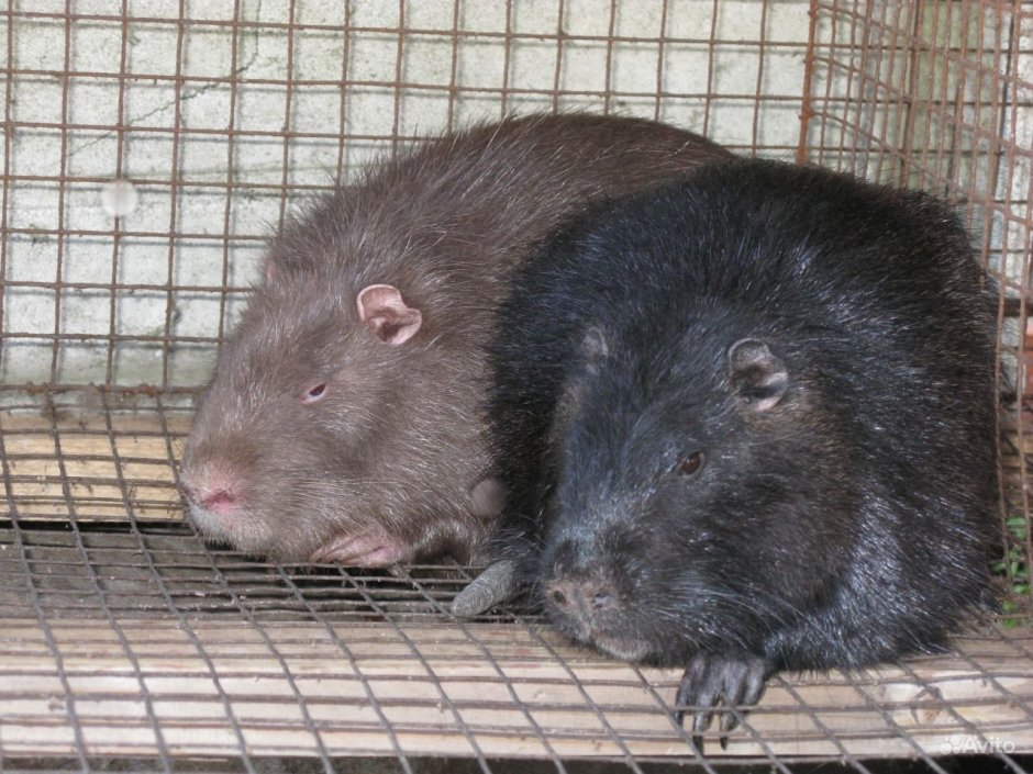 Нутрия ручная