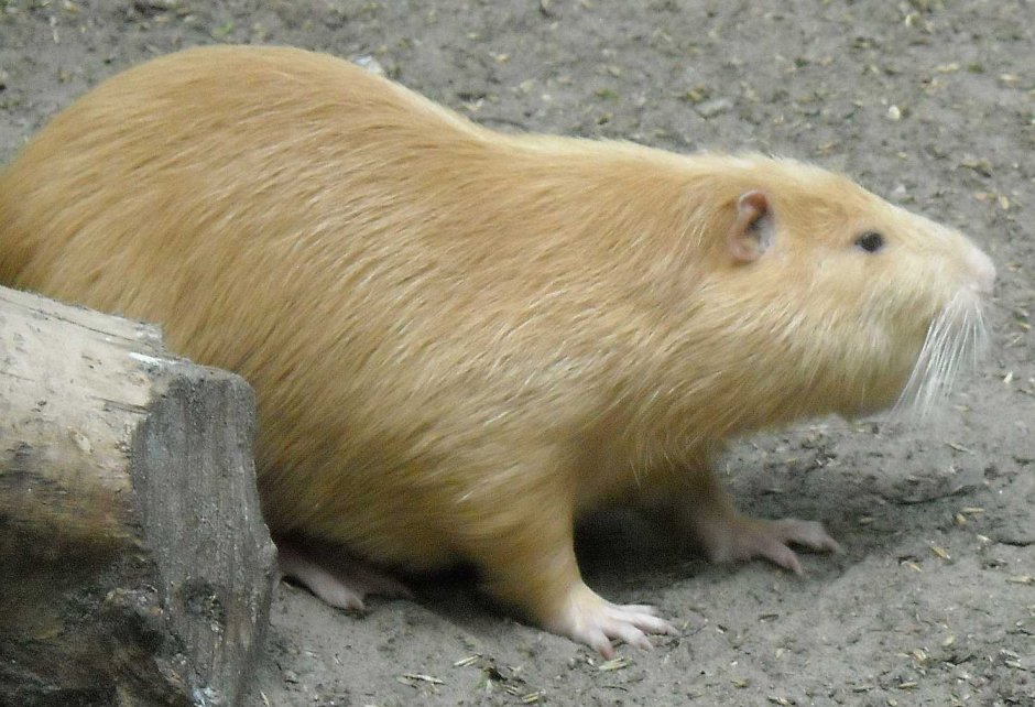 Нутрия белая