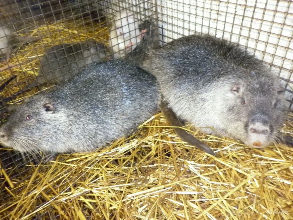 Ондатра толстая