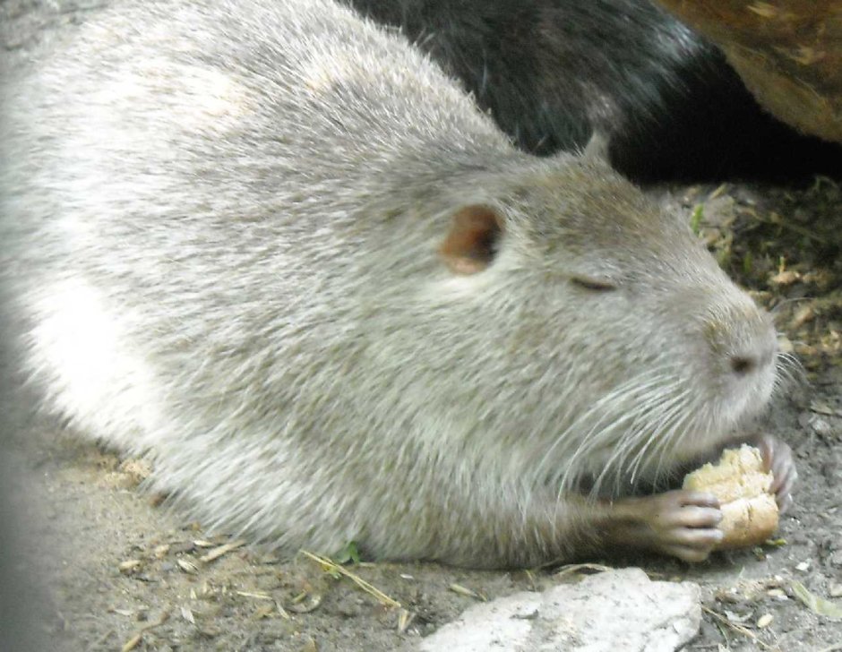 Белая нутрия нутрия