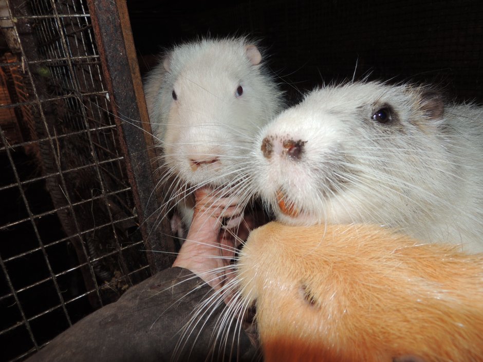 Животное похожее на нутрию