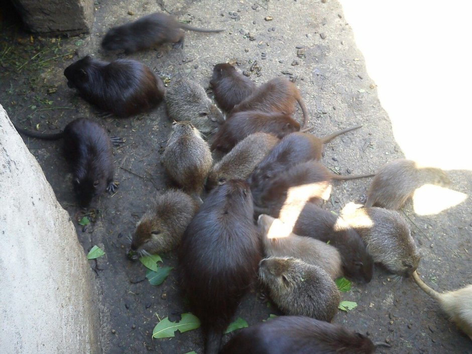 Нутрия смешная