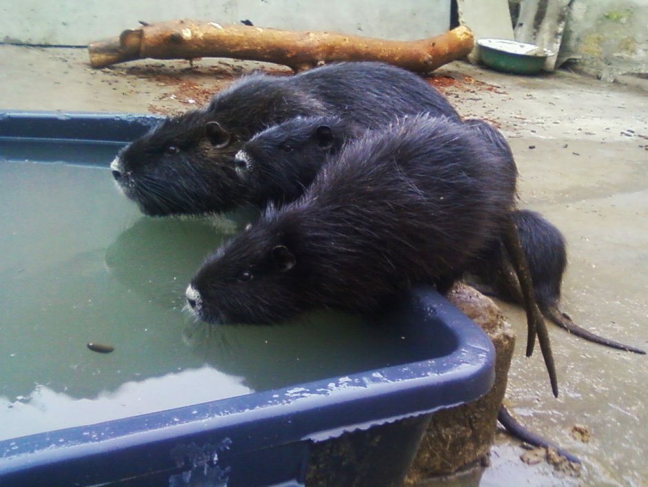 Одомашнивание нутрии