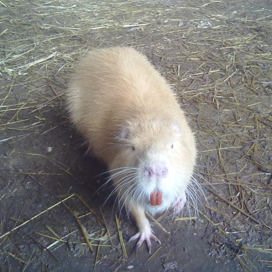 Нутрия в Крыму в Керчи