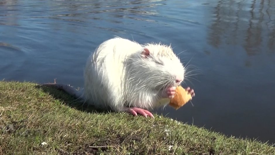 На белом фоне нутрия маленькая